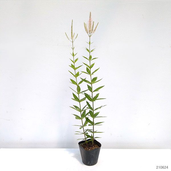 ベロニカストラム：チャレンジャー3.5号ポット