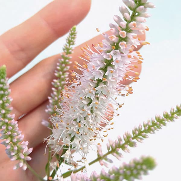 ベロニカストラム：チャレンジャー3.5号ポット