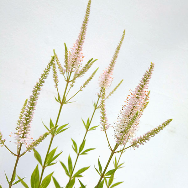 ベロニカストラム：チャレンジャー3.5号ポット