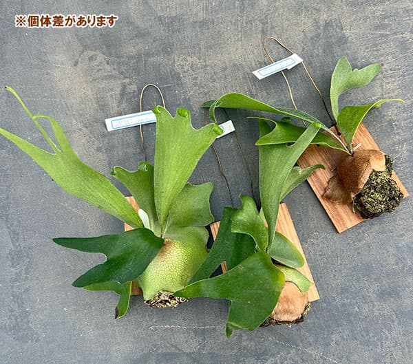 ビカクシダ（コウモリラン）：ネザーランド　ミニ板付け仕立て