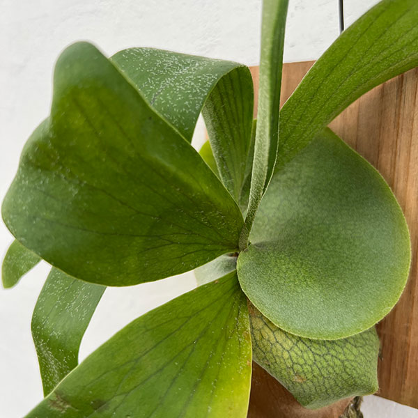 ビカクシダ（コウモリラン）：ネザーランド　ミニ板付け仕立て