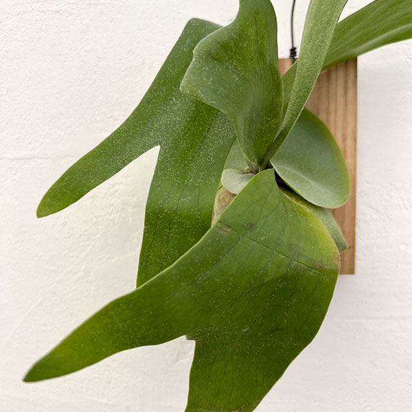 トフスラン専用　ビカクシダ トフスラン専用 ビカクシダ