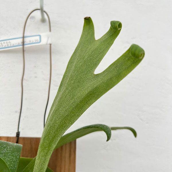 ビカクシダ（コウモリラン）：ネザーランド　ミニ板付け仕立て