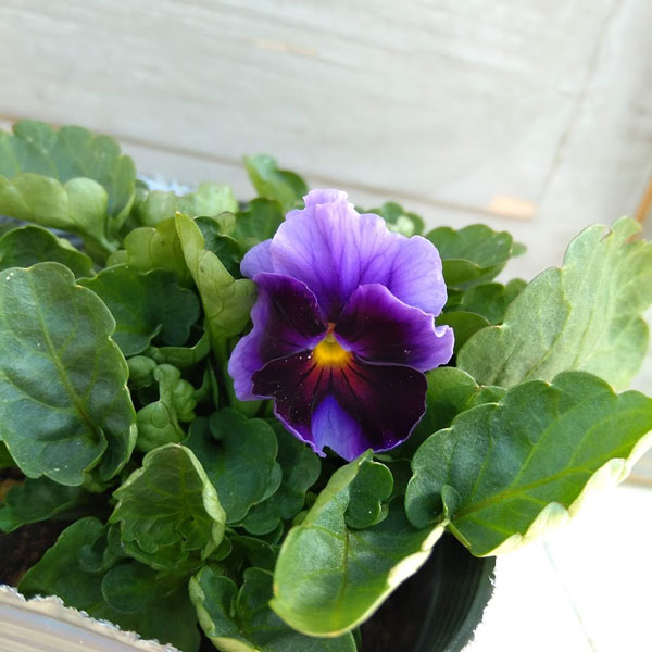 園芸ネット本店｜見元園芸さんのビオラ：ムーンシャドー3.5号ポット 12