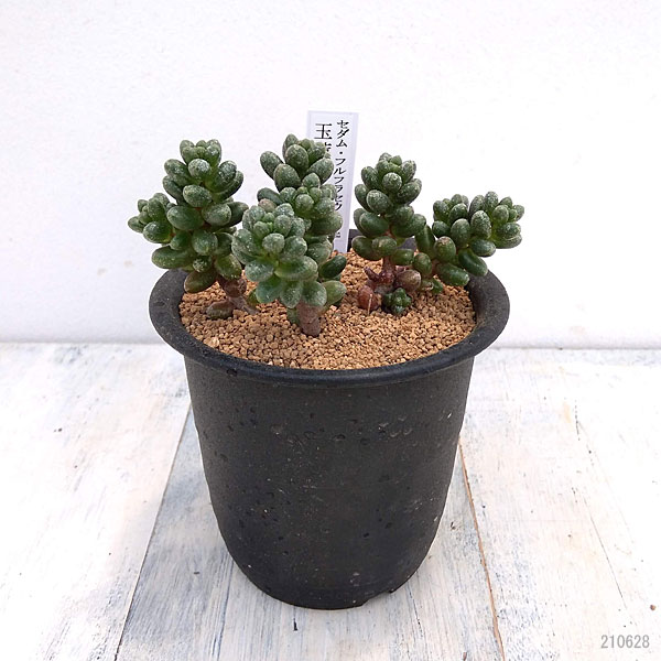 セダム：フルフラセウム（玉連）　3号鉢植え