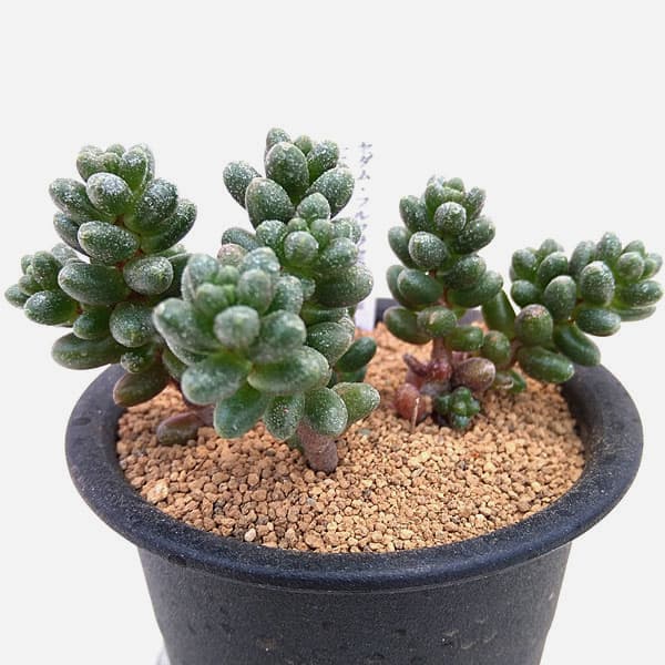 セダム：フルフラセウム（玉連）　3号鉢植え