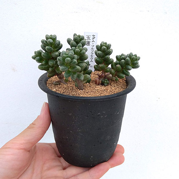 セダム：フルフラセウム（玉連）　3号鉢植え