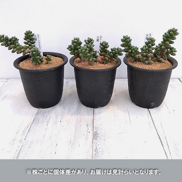 セダム：フルフラセウム（玉連）　3号鉢植え