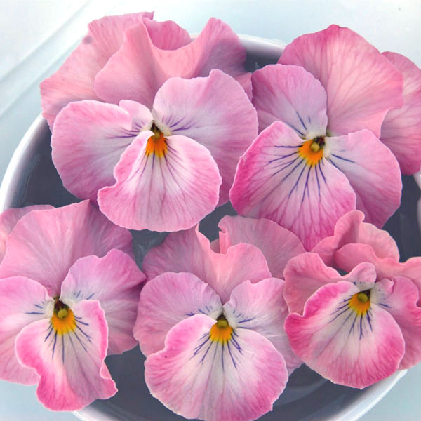 うえたコレクションパンジー：ピュアハート3.5号ポット 6株セット