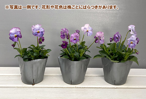 [送料無料]うえたコレクションパンジー：エール17（セブンティーン）3.5号ポット 24株セット