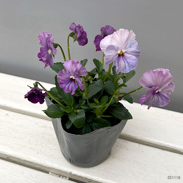 [送料無料]うえたコレクションパンジー：エール17（セブンティーン）3.5号ポット 24株セット