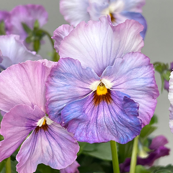 [送料無料]うえたコレクションパンジー：エール17（セブンティーン）3.5号ポット 24株セット