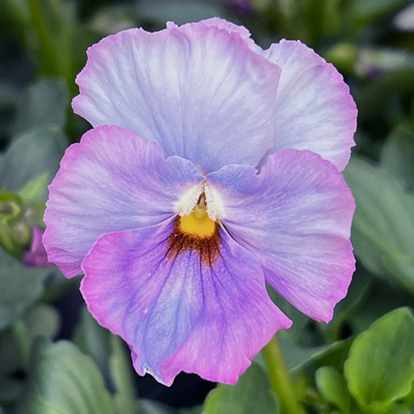 [送料無料]うえたコレクションパンジー：エール17（セブンティーン）3.5号ポット 24株セット