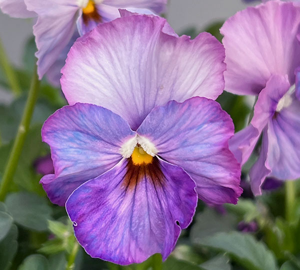 [送料無料]うえたコレクションパンジー：エール17（セブンティーン）3.5号ポット 24株セット