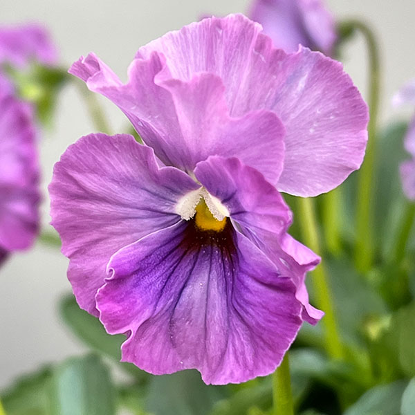 [送料無料]うえたコレクションパンジー：エール17（セブンティーン）3.5号ポット 24株セット