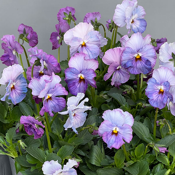 [送料無料]うえたコレクションパンジー：エール17（セブンティーン）3.5号ポット 24株セット