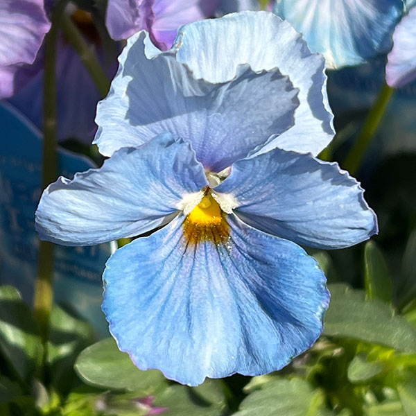 園芸ネット本店｜[送料無料]うえたコレクションパンジー：エール17