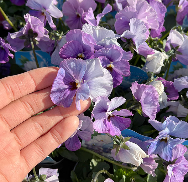 園芸ネット本店｜うえたコレクションパンジー：エール17