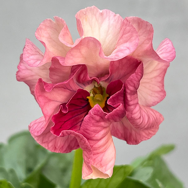 うえたコレクションパンジー：マリーリーン3.5号ポット