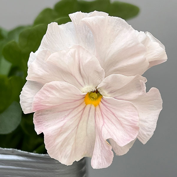 うえたコレクションパンジー：マリーリーン3.5号ポット