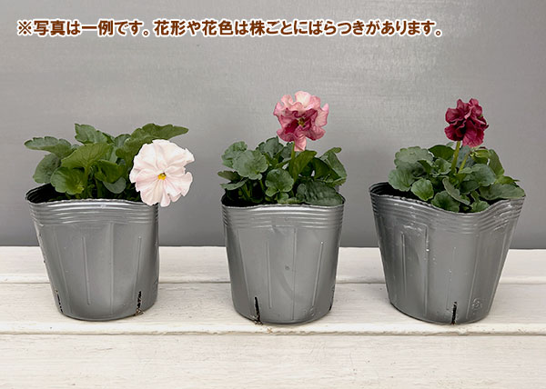 うえたコレクションパンジー：マリーリーン3.5号ポット