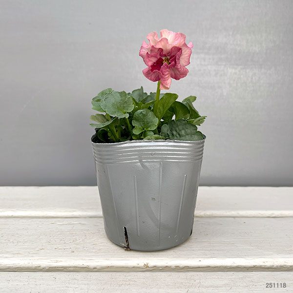 うえたコレクションパンジー：マリーリーン3.5号ポット