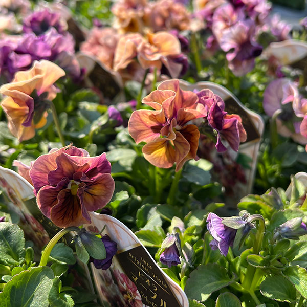 うえたコレクションビオラ：マーブル3.5号ポット 6株セット