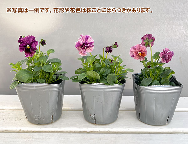 うえたコレクションビオラ:マーブル3.5号ポット 6株セット