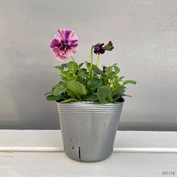 うえたコレクションビオラ:マーブル3.5号ポット 6株セット