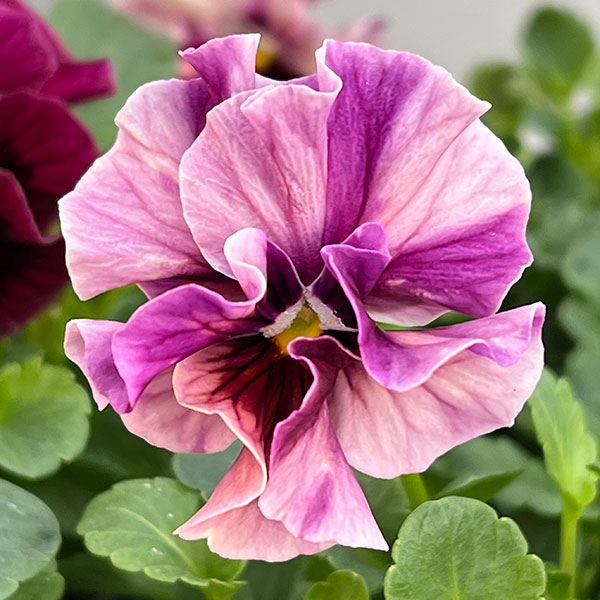 うえたコレクションビオラ:マーブル3.5号ポット 6株セット