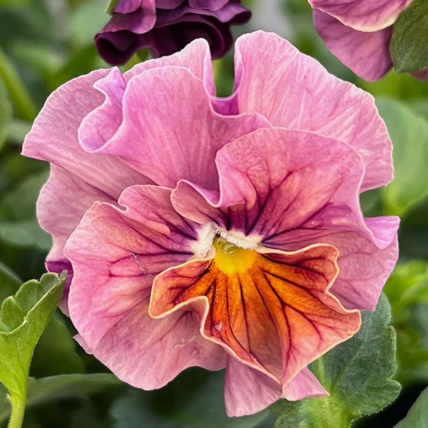 うえたコレクションビオラ:マーブル3.5号ポット 6株セット