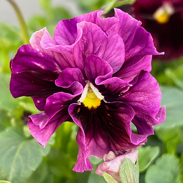 うえたコレクションビオラ:マーブル3.5号ポット 6株セット