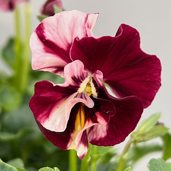 うえたコレクションビオラ:マーブル3.5号ポット 6株セット