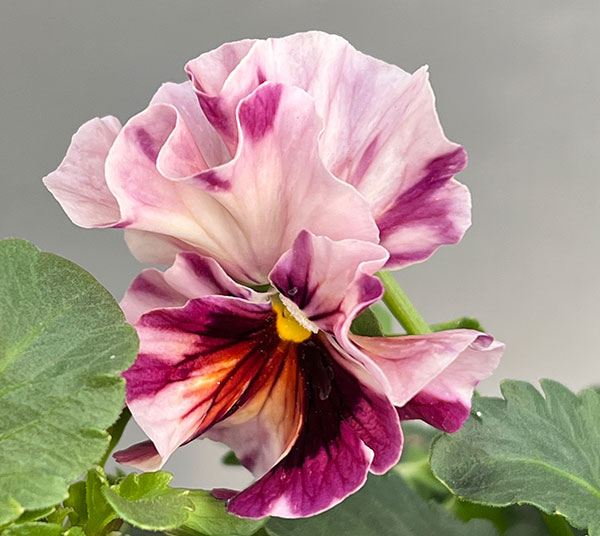 うえたコレクションビオラ:マーブル3.5号ポット 6株セット