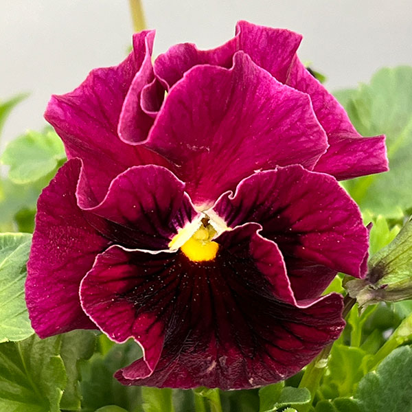 うえたコレクションビオラ:マーブル3.5号ポット 6株セット