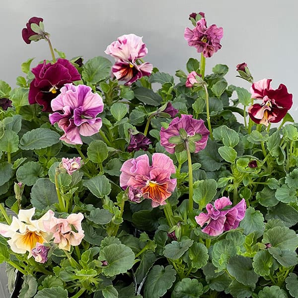 うえたコレクションビオラ:マーブル3.5号ポット 6株セット