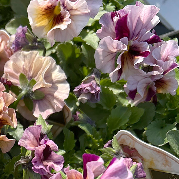 うえたコレクションビオラ：マーブル3.5号ポット 6株セット