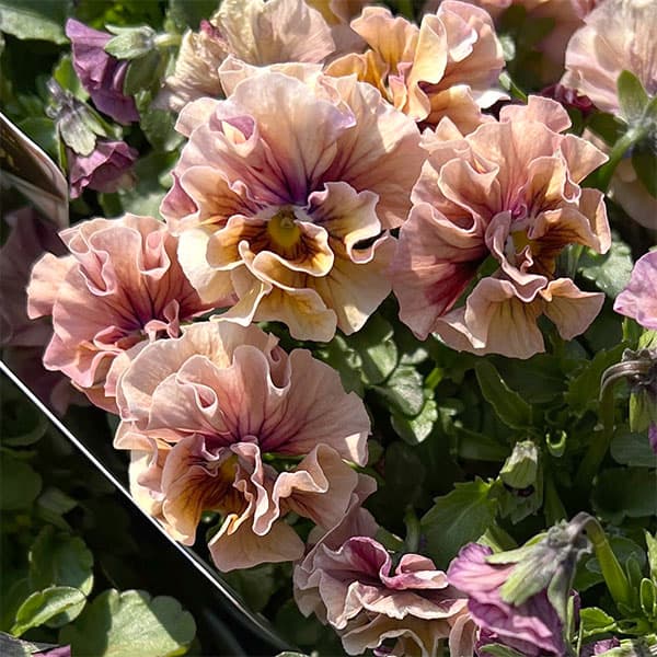 うえたコレクションビオラ：マーブル3.5号ポット 6株セット