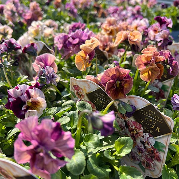 うえたコレクションビオラ：マーブル3.5号ポット 6株セット