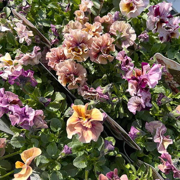 うえたコレクションビオラ：マーブル3.5号ポット 6株セット