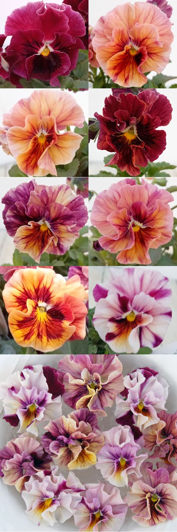 うえたコレクションビオラ：マーブル3.5号ポット 6株セット