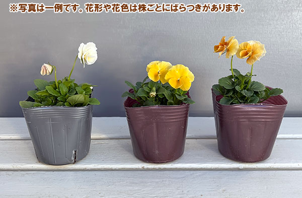 うえたコレクションビオラ：アンジュフルール3.5号ポット