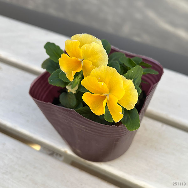 うえたコレクションビオラ：アンジュフルール3.5号ポット