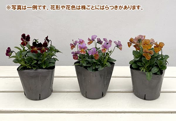 [送料無料]うえたコレクションビオラ：フェアリーフェネック3.5号ポット 24株セット