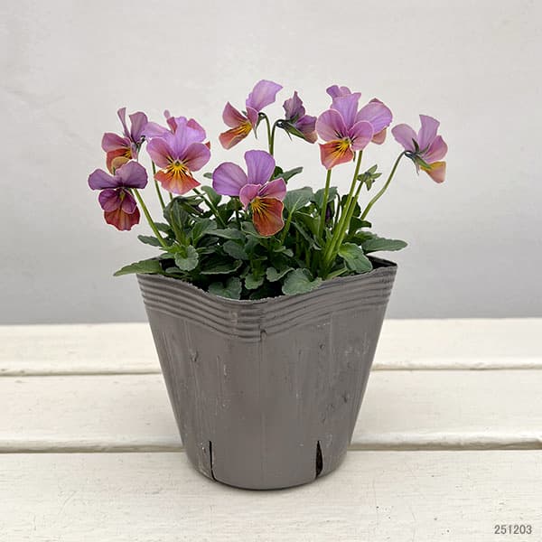 園芸ネット本店｜うえたコレクションビオラ：フェアリーフェネック3.5