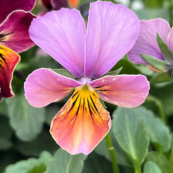 園芸ネット本店｜うえたコレクションビオラ：フェアリーフェネック3.5