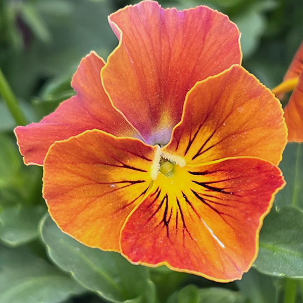 園芸ネット本店｜うえたコレクションビオラ：フェアリーフェネック3.5