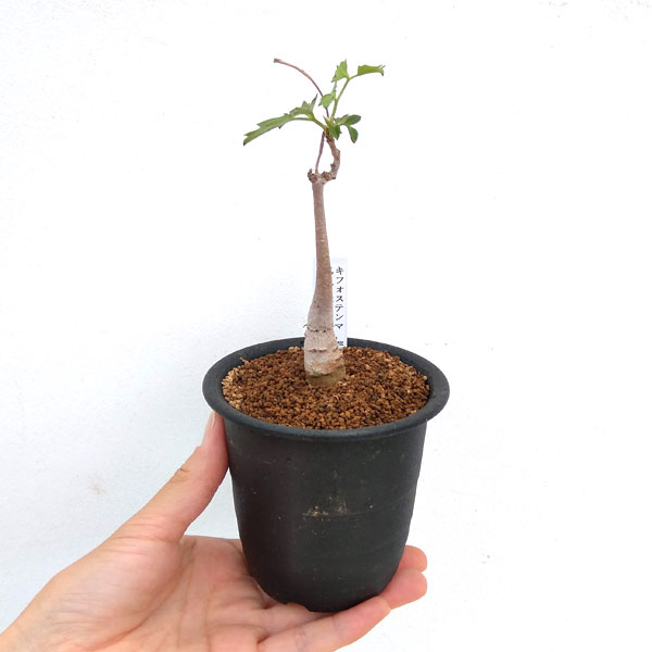 キフォステンマ :ロゼイングランデュローサム 2.5号鉢植え