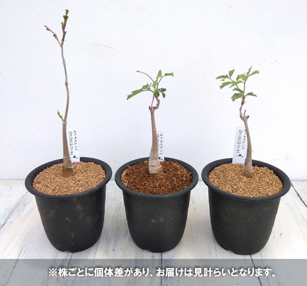 キフォステンマ :ロゼイングランデュローサム 2.5号鉢植え