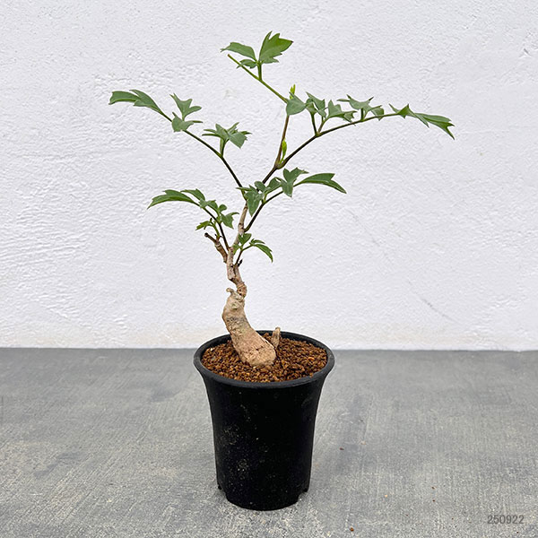 キフォステンマ :ロゼイングランデュローサム 2.5号鉢植え